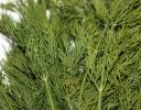 Dill