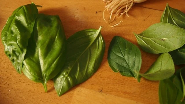 Frische Kräuter schneiden